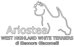 Ariostea Westies Ferrara